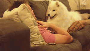 giphy (15).gif